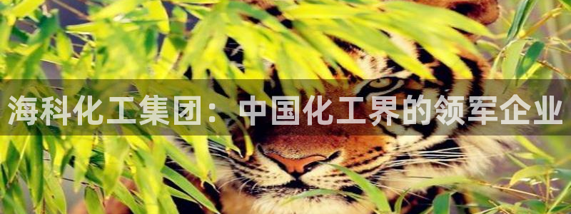 球盟会最新网