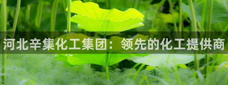 球盟会类似的网站：河北辛集化工集团：领先的化工提供商