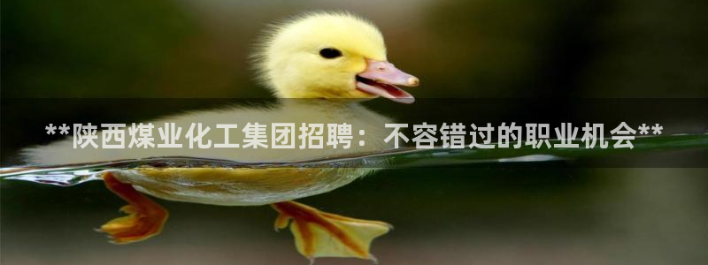 球盟会官方网站入口：**陕西煤业化工集团招聘：不容错过的职业