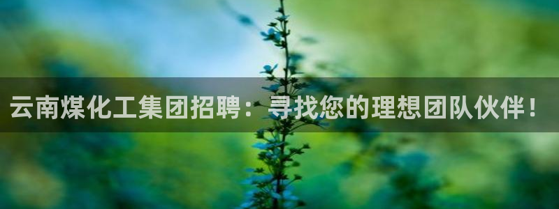 球盟会网址多少：云南煤化工集团招聘：寻找您的理想团队伙伴！