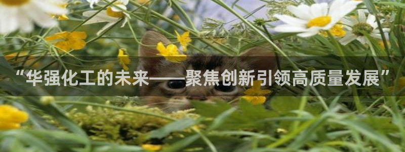 球盟会在线官网：“华强化工的未来——聚焦创新引领高质量发展”