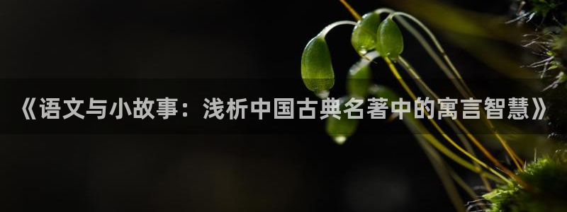 棉花糖小说中文网